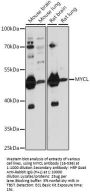 MYCL Antibody
