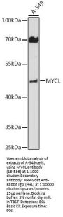MYCL Antibody