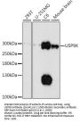 USP9X Antibody