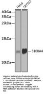 S100A4 Antibody, KO Validated