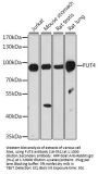 FUT4 Antibody