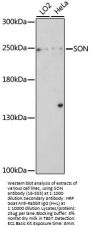 SON Antibody