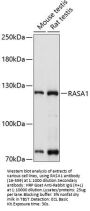 RASA1 Antibody