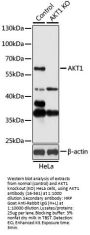 AKT1 Antibody, KO Validated