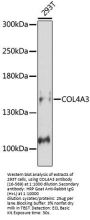 COL4A3 Antibody