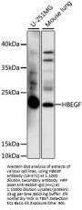 HBEGF Antibody