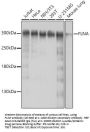 FLNA Antibody
