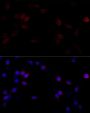 FLNA Antibody