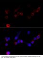 FLNA Antibody
