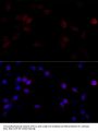 FLNA Antibody
