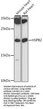 HSPB2 Antibody