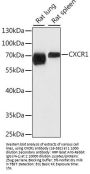 CXCR1 Antibody