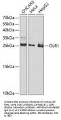 OLR1 Antibody