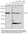 MTIF2 Antibody