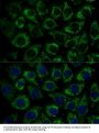 MTIF2 Antibody