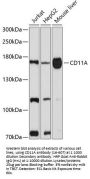 CD11A Antibody