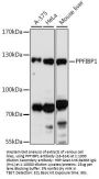 PPFIBP1 Antibody
