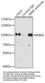 IKBKE Antibody