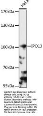 IPO13 Antibody