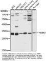 NUBP2 Antibody