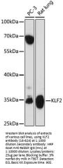 KLF2 Antibody
