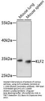 KLF2 Antibody
