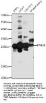 RAB38 Antibody