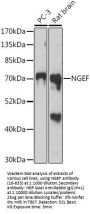 NGEF Antibody