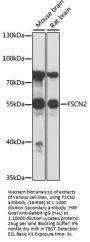 FSCN2 Antibody