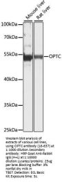 OPTC Antibody