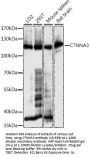 CTNNA3 Antibody