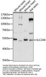 SLC2A8 Antibody