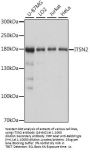 ITSN2 Antibody