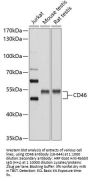 CD46 Antibody