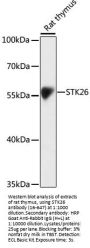 STK26 Antibody