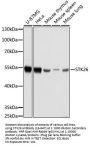 STK26 Antibody