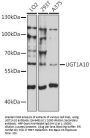 UGT1A10 Antibody