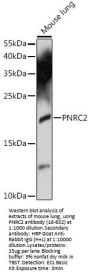 PNRC2 Antibody