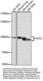 FSTL5 Antibody
