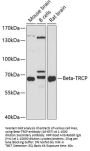 Beta-TRCP Antibody