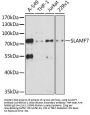 SLAMF7 Antibody