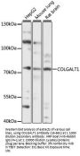 COLGALT1 Antibody