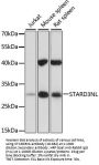 STARD3NL Antibody
