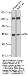 CA9 Antibody