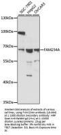 FAM234A Antibody