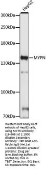 MYPN Antibody