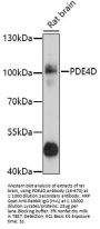 PDE4D Antibody