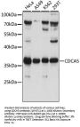 CDCA5 Antibody