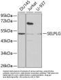 SELPLG Antibody