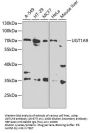 UGT1A9 Antibody